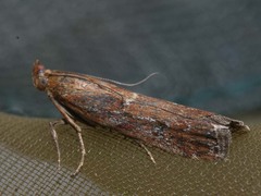 Uncinus obductella