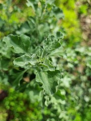 Atriplex nummularia