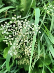 Falcaria vulgaris