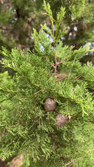Cupressus