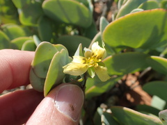 Roepera cordifolia