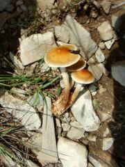 Leratiomyces squamosus