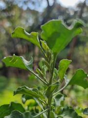 Atriplex nummularia