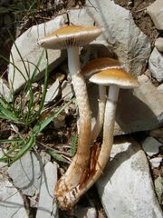 Leratiomyces squamosus