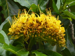 Deplanchea tetraphylla