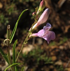 Penstemon comarrhenus