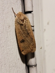 Noctuina