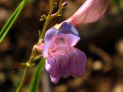 Penstemon comarrhenus