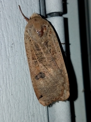 Noctuina