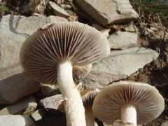 Leratiomyces squamosus