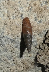 Clausiliidae