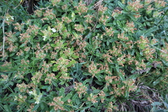 Teucrium montanum