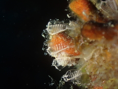 Pycnoclavella