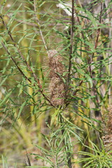 Banksia cunninghamii