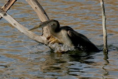 Anhinga rufa