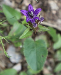 Campanula glomerata