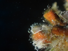 Pycnoclavella