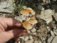 Leratiomyces squamosus