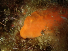 Arca noae