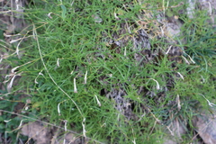 Moehringia muscosa