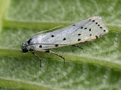 Myelois circumvoluta