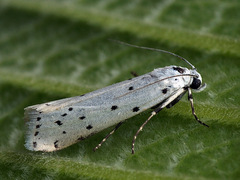 Myelois circumvoluta