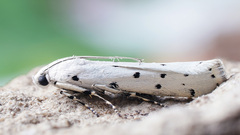 Myelois circumvoluta