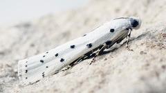 Myelois circumvoluta