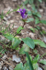 Campanula glomerata