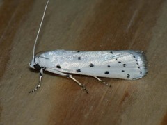 Myelois circumvoluta