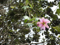 Passiflora tarminiana