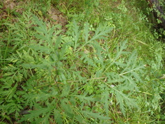 Pleurospermum uralense