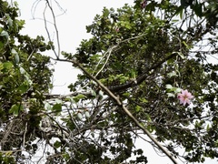 Passiflora tarminiana