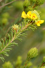 Pultenaea weindorferi