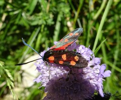 Zygaena
