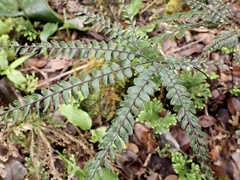 Adiantum hispidulum