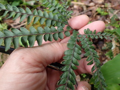 Adiantum hispidulum