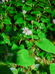 Persicaria runcinata