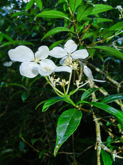 Hydrangea chinensis