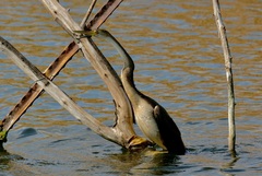 Anhinga rufa