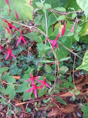 Fuchsia magellanica