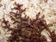 Frullania nisquallensis