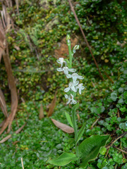 Platanthera brevicalcarata
