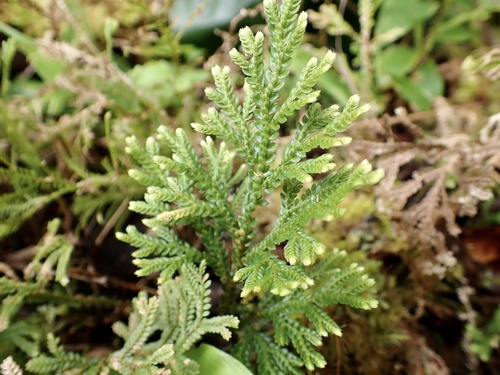 Selaginella arbuscula