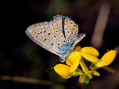 Polyommatus