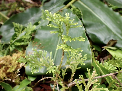 Dwarf spikemoss (Selaginella arbuscula)