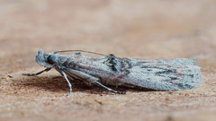 Nephopterix angustella