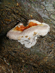 Postia pelliculosa