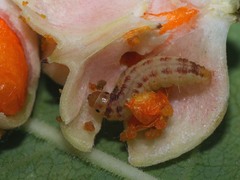 Nephopterix angustella