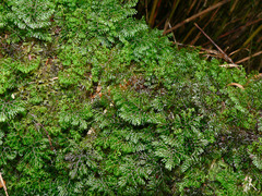 Hymenophyllum paniculiflorum